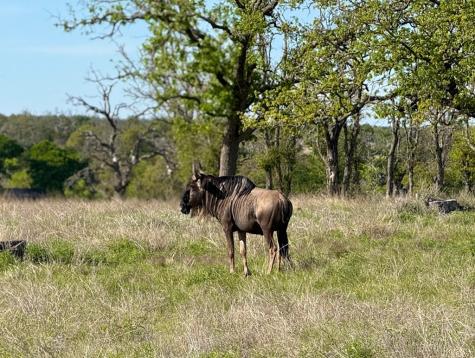 Lot 85 Stock Pond Drive Harper TX 78631