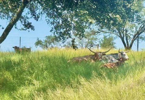 0 Winn Ranch Way Kerrville TX 78028