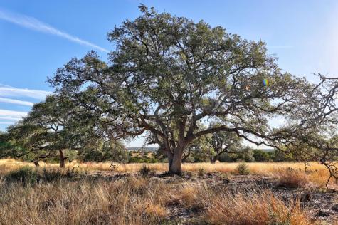 Lot 64 Walcott Ridges Drive Kerrville TX 78028