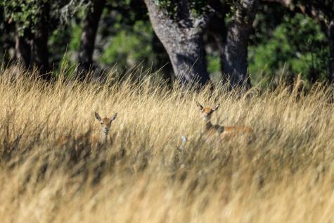 Lot 20 Mayers Ridge Drive Kerrville TX 78028