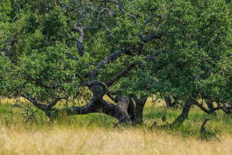 Lot 88 Stock Pond Drive Harper TX 78624