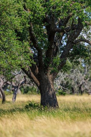 Lot 88 Stock Pond Drive Harper TX 78624