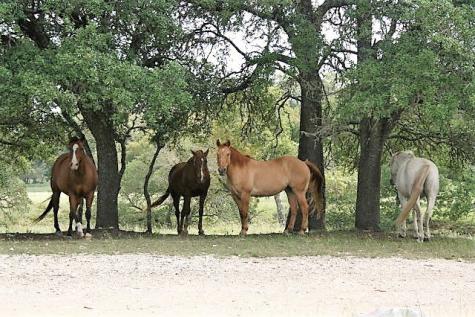 00 Oak Alley Kerrville TX 78028