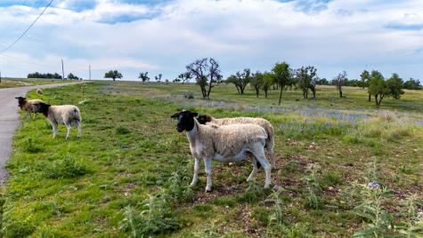 Lot 24 Badger Ridge Road Fredericksburg TX 78624
