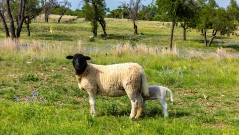 Lot 24 Badger Ridge Road Fredericksburg TX 78624