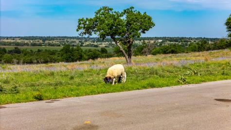 Lot 24 Badger Ridge Road Fredericksburg TX 78624