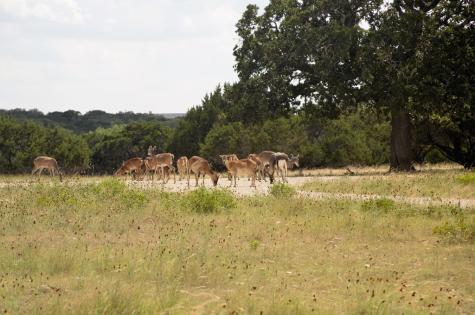 627 Lake Ridge Kerrville TX 78028