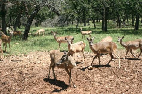 00 Lake Ridge Kerrville TX 78028