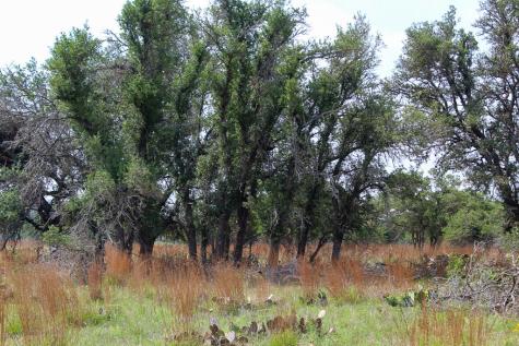 131 Lipan Loop Harper TX 78631
