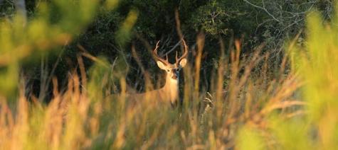 226 Heights Trail Kerrville TX 78028