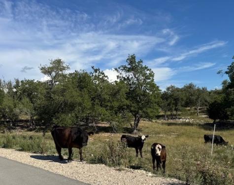 Lot 10 Rustler Ridge Mountain Home TX 78058