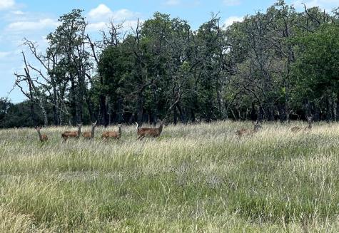 5078 Friedrich Road Fredericksburg TX 78624