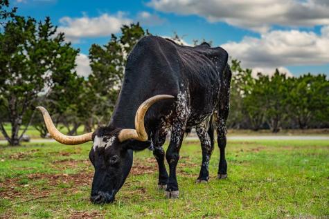113 Indian Bluff Kerrville TX 78028