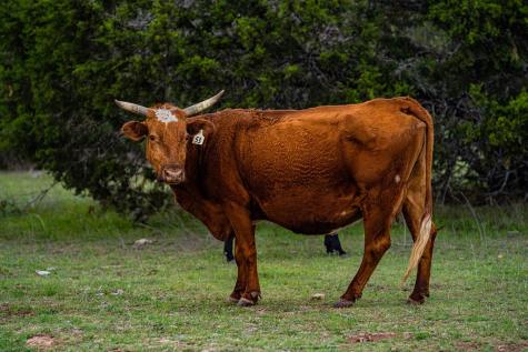 113 Indian Bluff Kerrville TX 78028