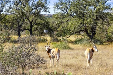 1292 Upper Turtle Creek Kerrville TX 78028