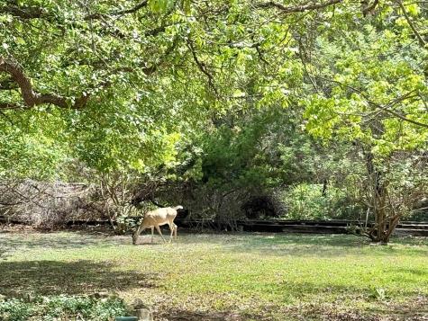 1310 Warbler Drive Kerrville TX 78028