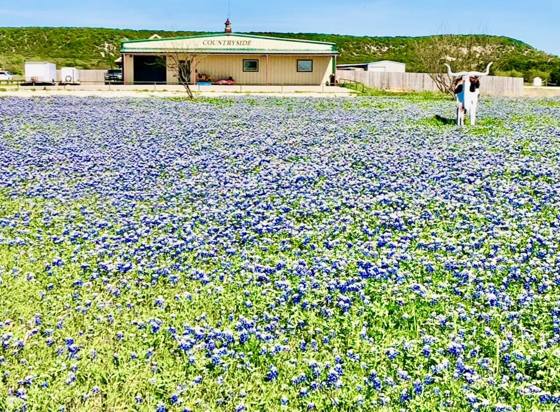 101 Cedar Gap Trail Tuscola TX 79562