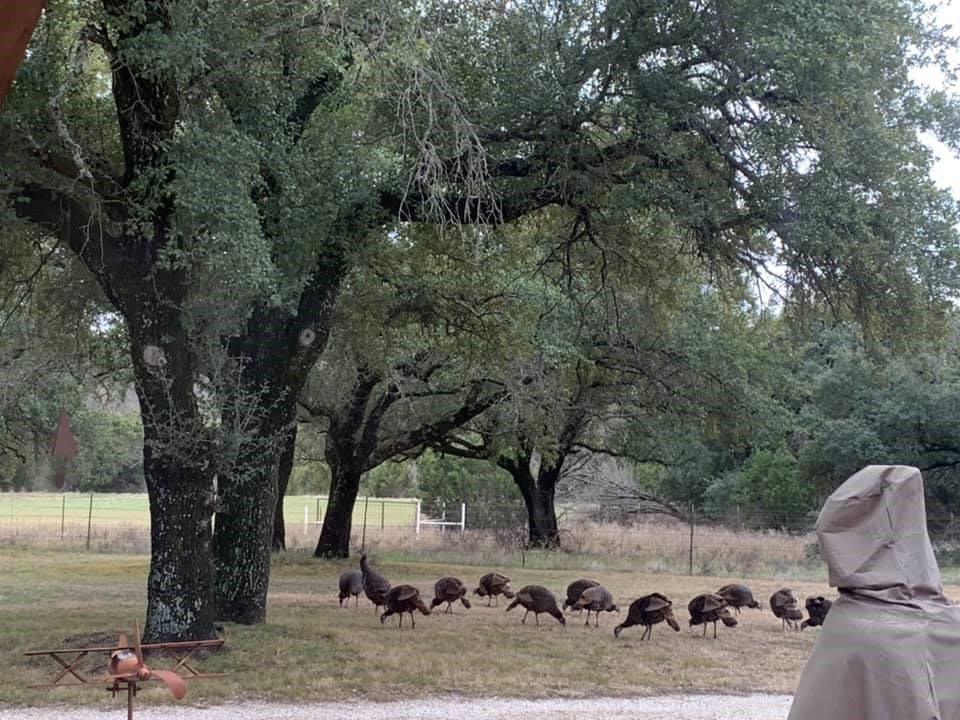 9051 Fm 205 Bluff Dale TX 76433