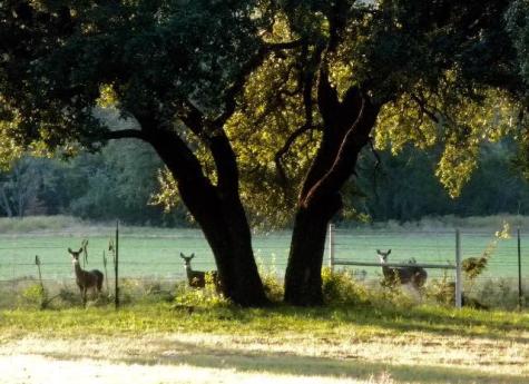 9051 Fm 205 Bluff Dale TX 76433