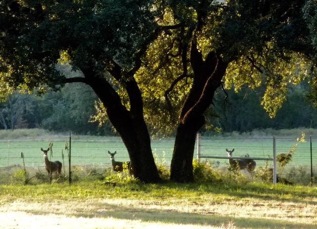 9051 Fm 205 Bluff Dale TX 76433