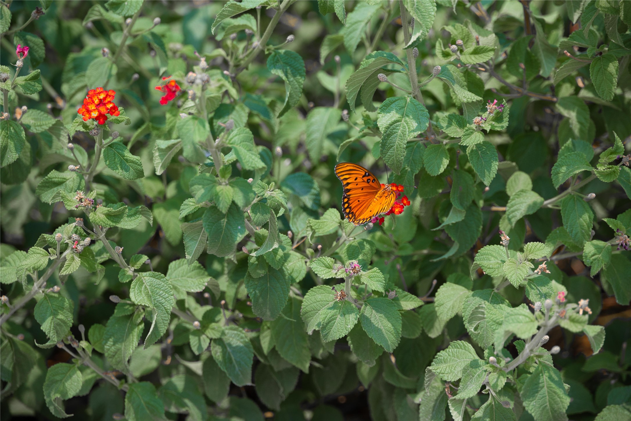 301 E Brown Street San Saba TX 76877