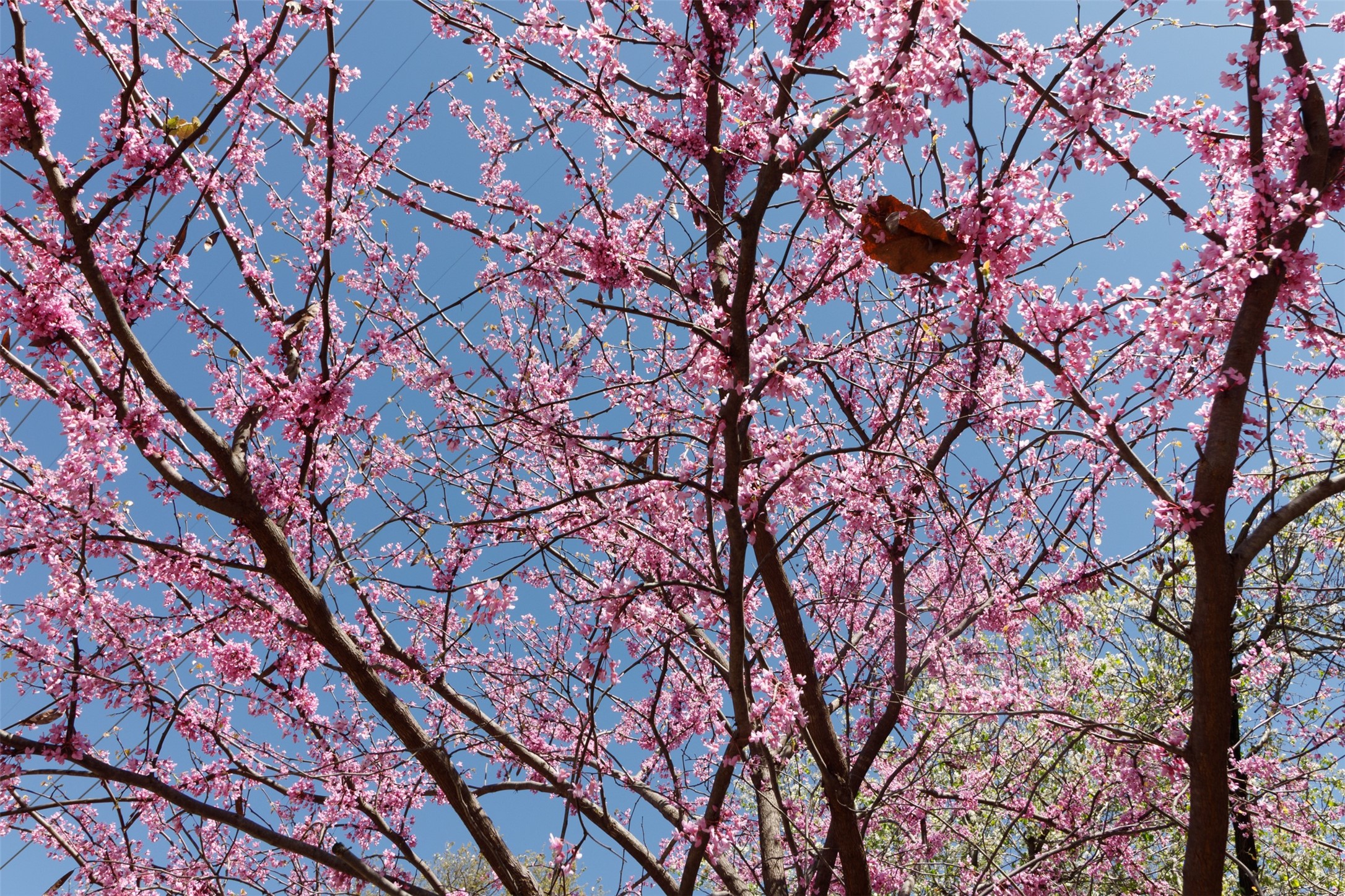 4044 Buena Vista Dallas TX 75204