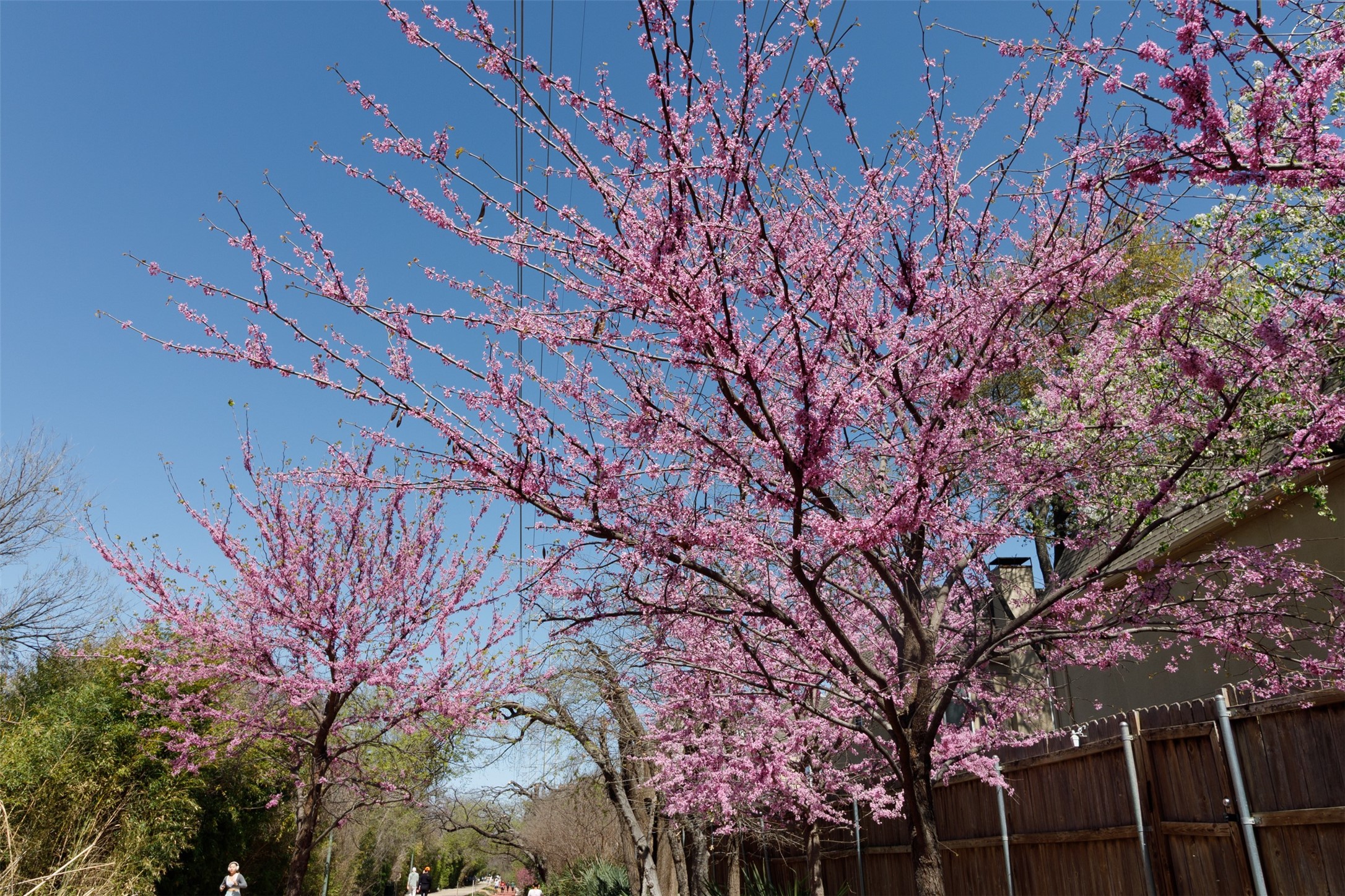 4044 Buena Vista Dallas TX 75204