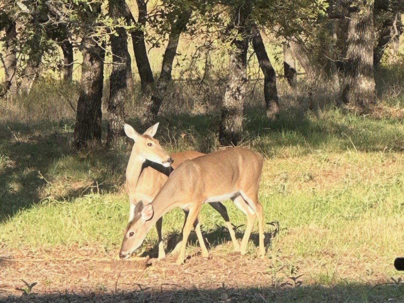 185 Rising Oak Trail Rising Star TX 76471
