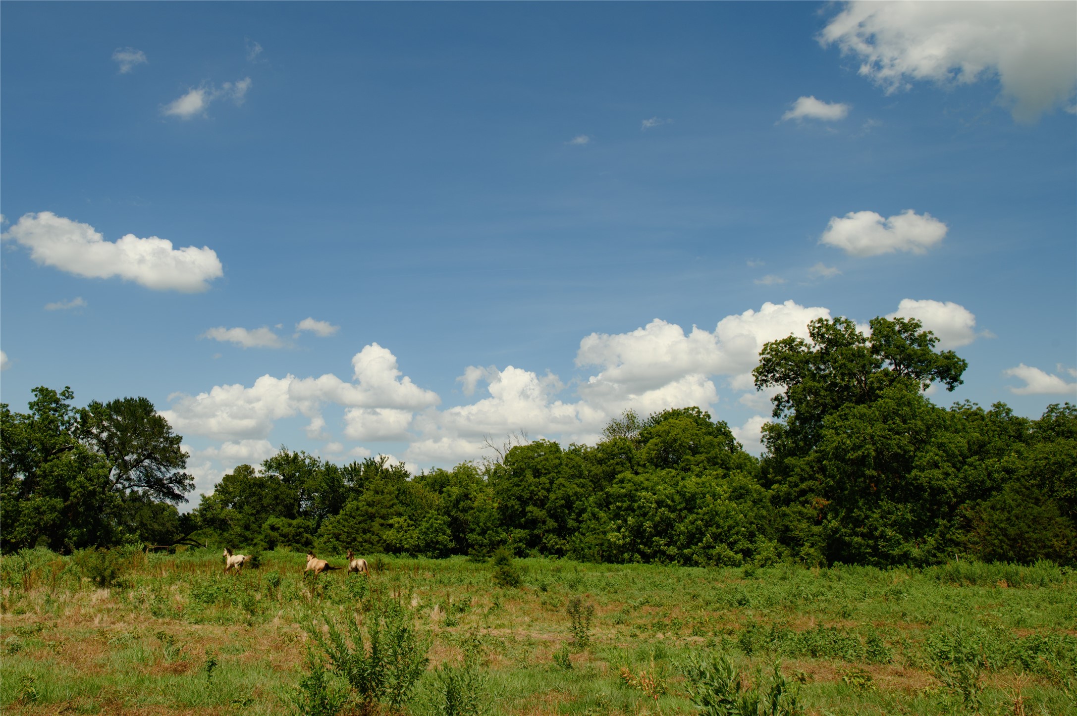 Tbd Fm 901 Sadler TX 76264