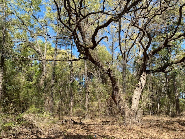 Tbd Armadillo Drive Murchison TX 75778