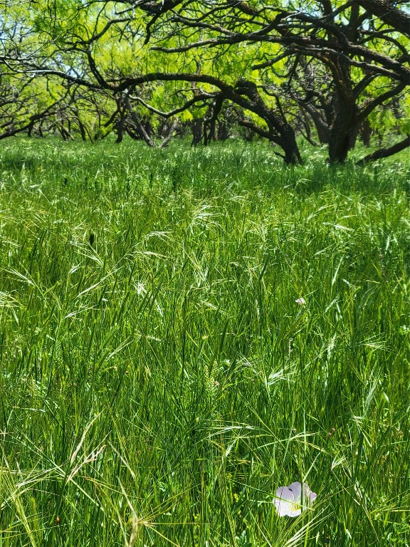 401 Cr 104 Santa Anna TX 76878