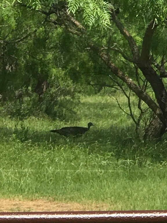 401 Cr 104 Santa Anna TX 76878