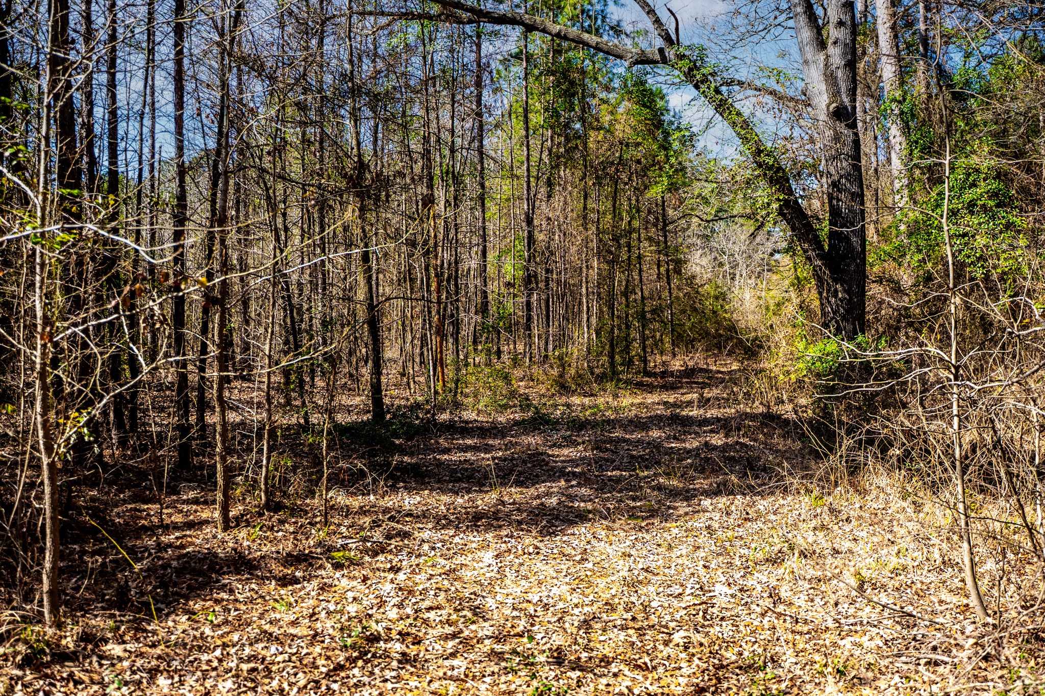 1462 Mole Road Winnsboro TX 75494