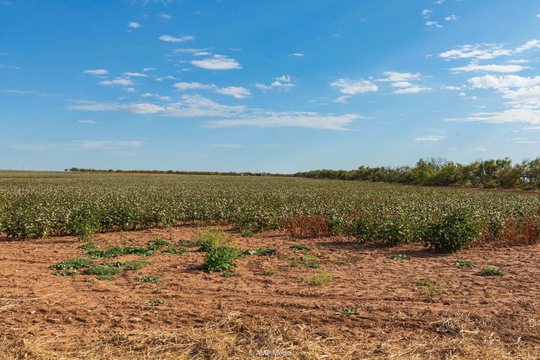 000 Cr 432 Merkel TX 79536