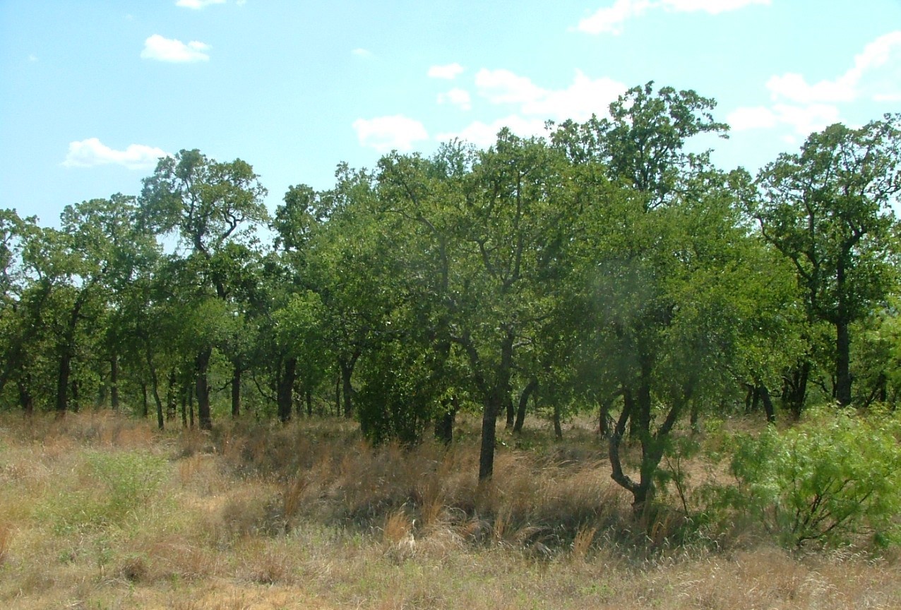 Lot 263 Ridgeline Drive Chico TX 76431