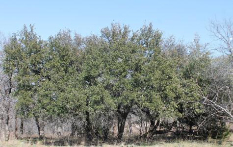 Lot 263 Ridgeline Drive Chico TX 76431