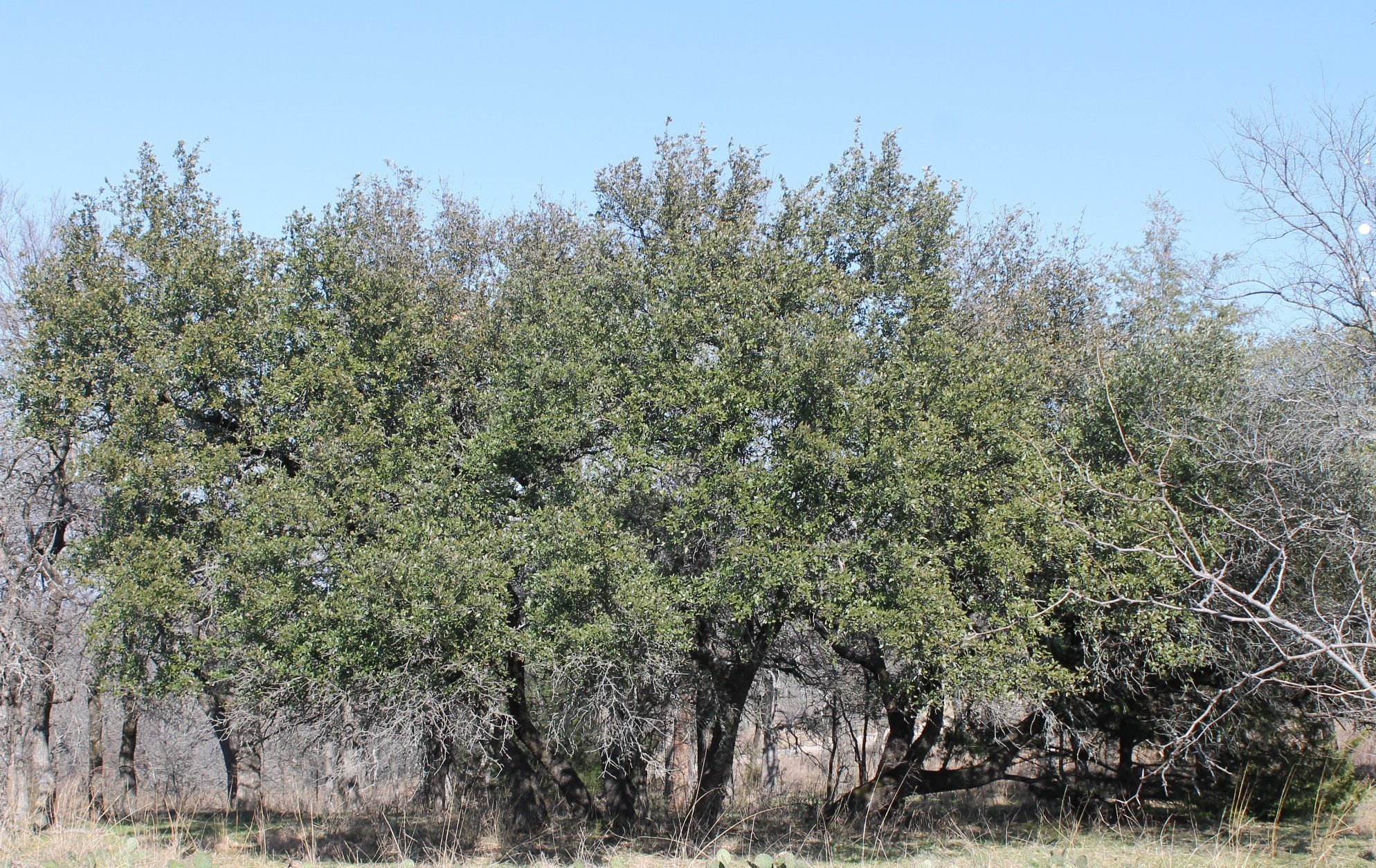 Lot 263 Ridgeline Drive Chico TX 76431