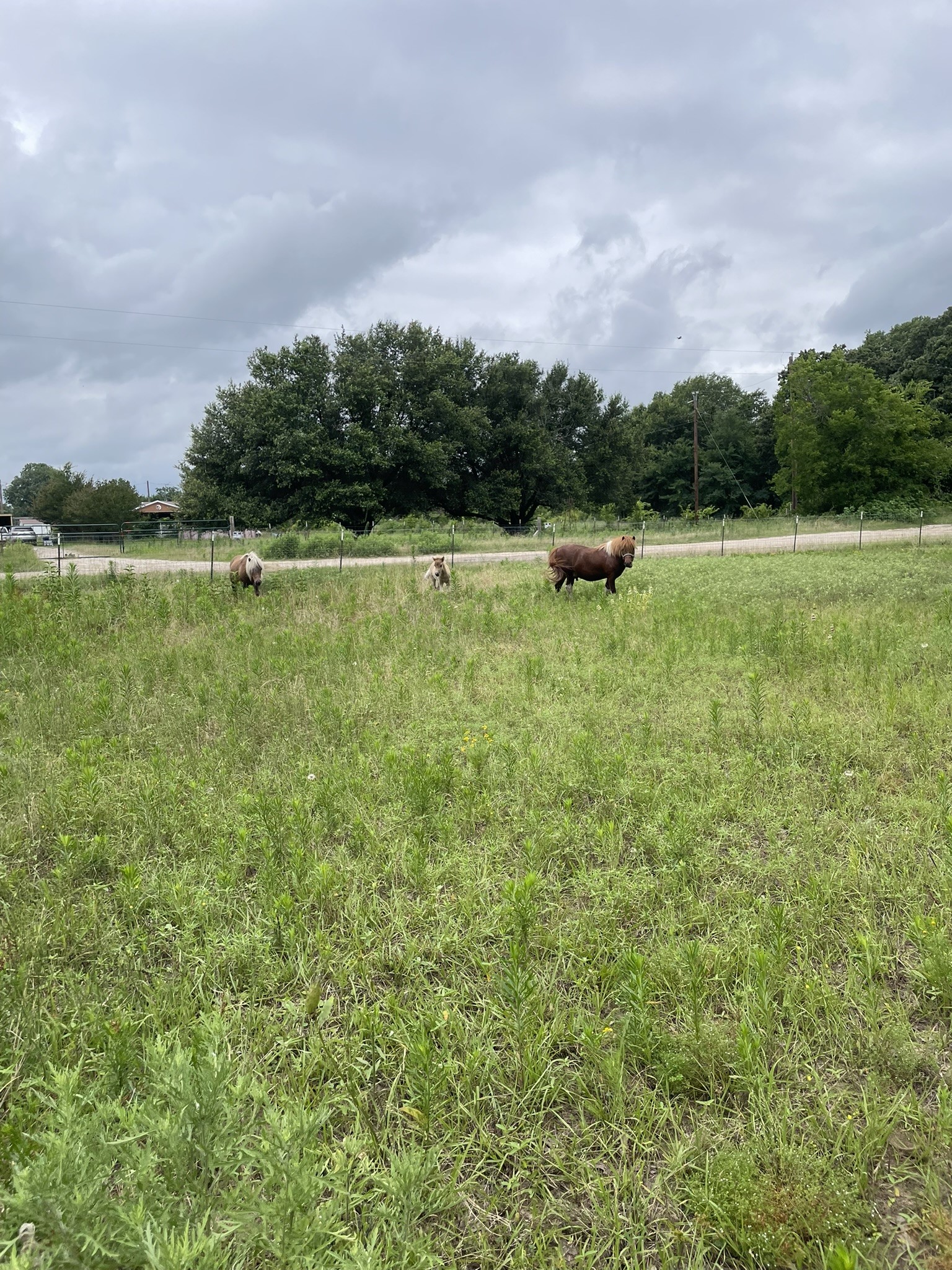 Tbd Private Road 2545 Quinlan TX 75474