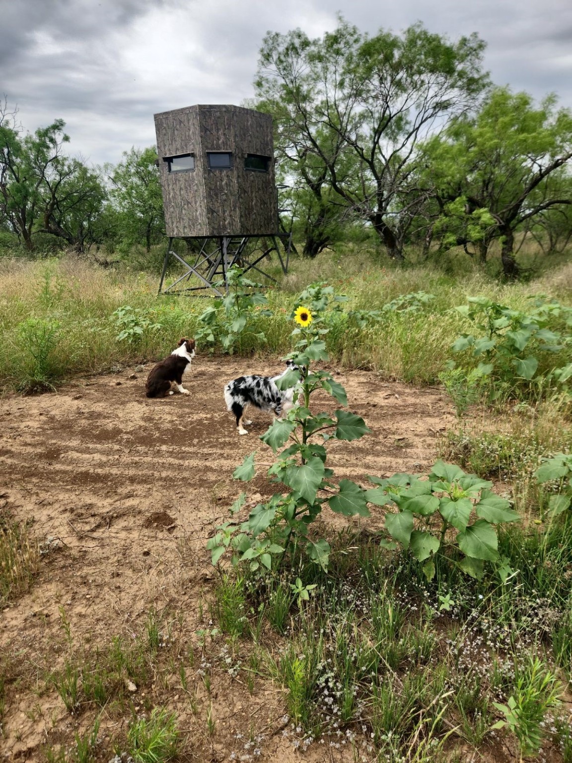 1050 County Road 258 Santa Anna TX 76878