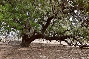 1050 County Road 258 Santa Anna TX 76878