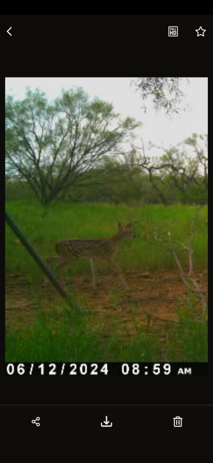 1050 County Road 258 Santa Anna TX 76878