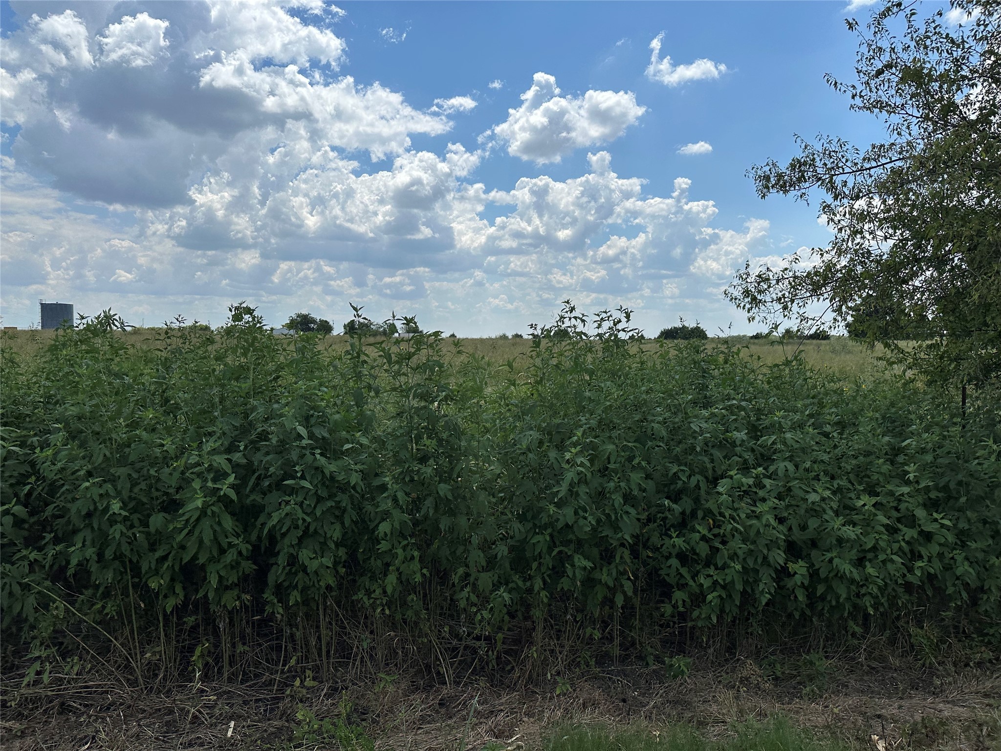 Lot 6 Rutledge Road Whitewright TX 75491