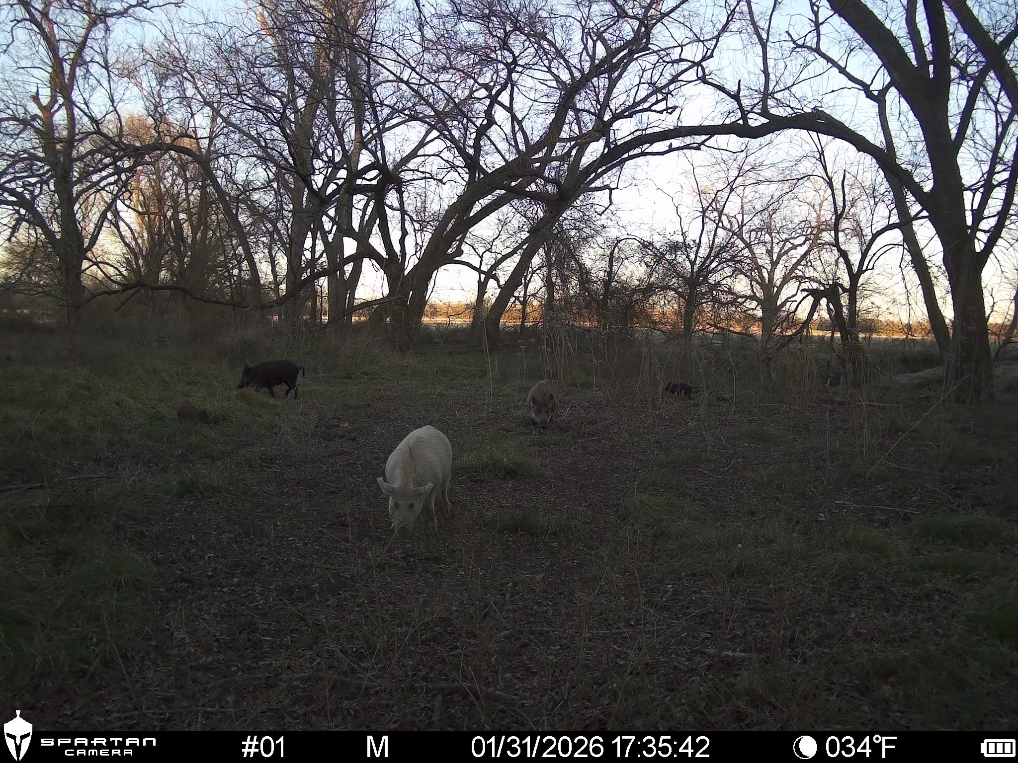 0 Lcr 412 Groesbeck TX 76642