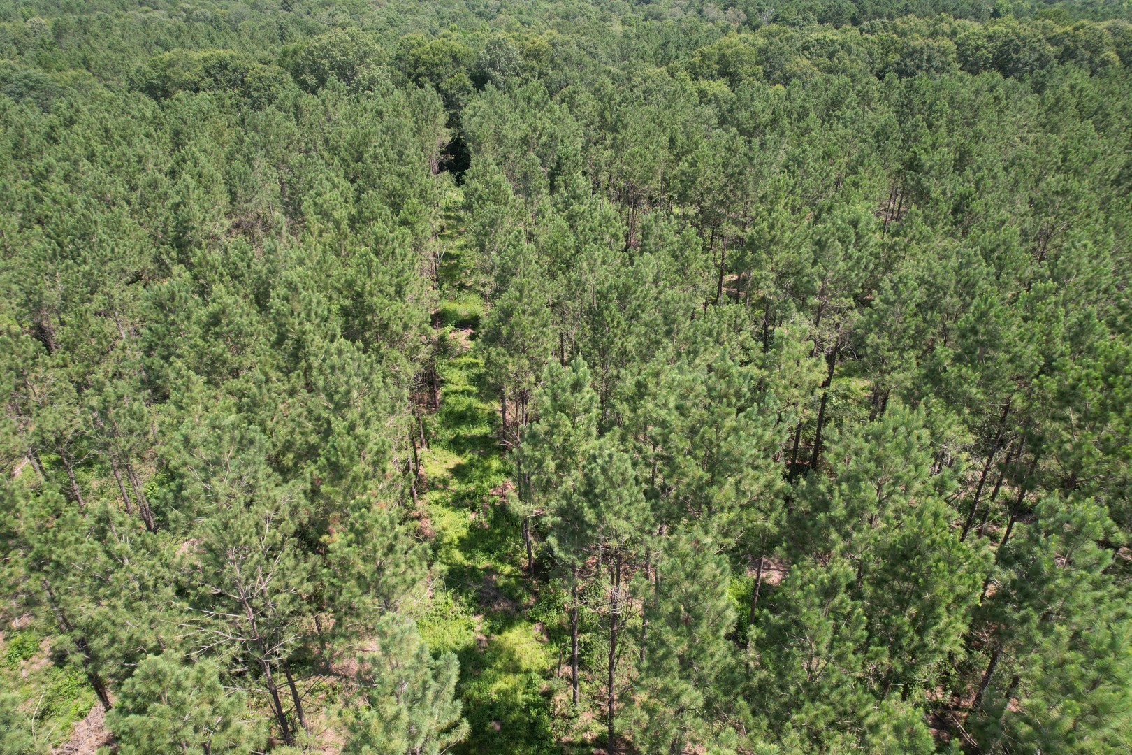 Tbd County Road 3706 Tenaha TX 75974