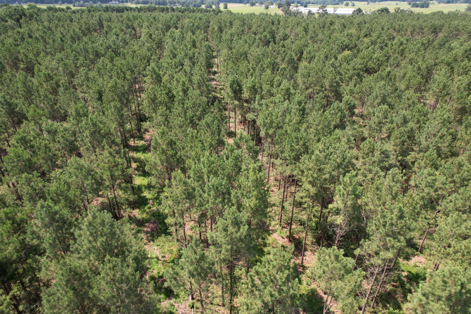 Tbd County Road 3706 Tenaha TX 75974