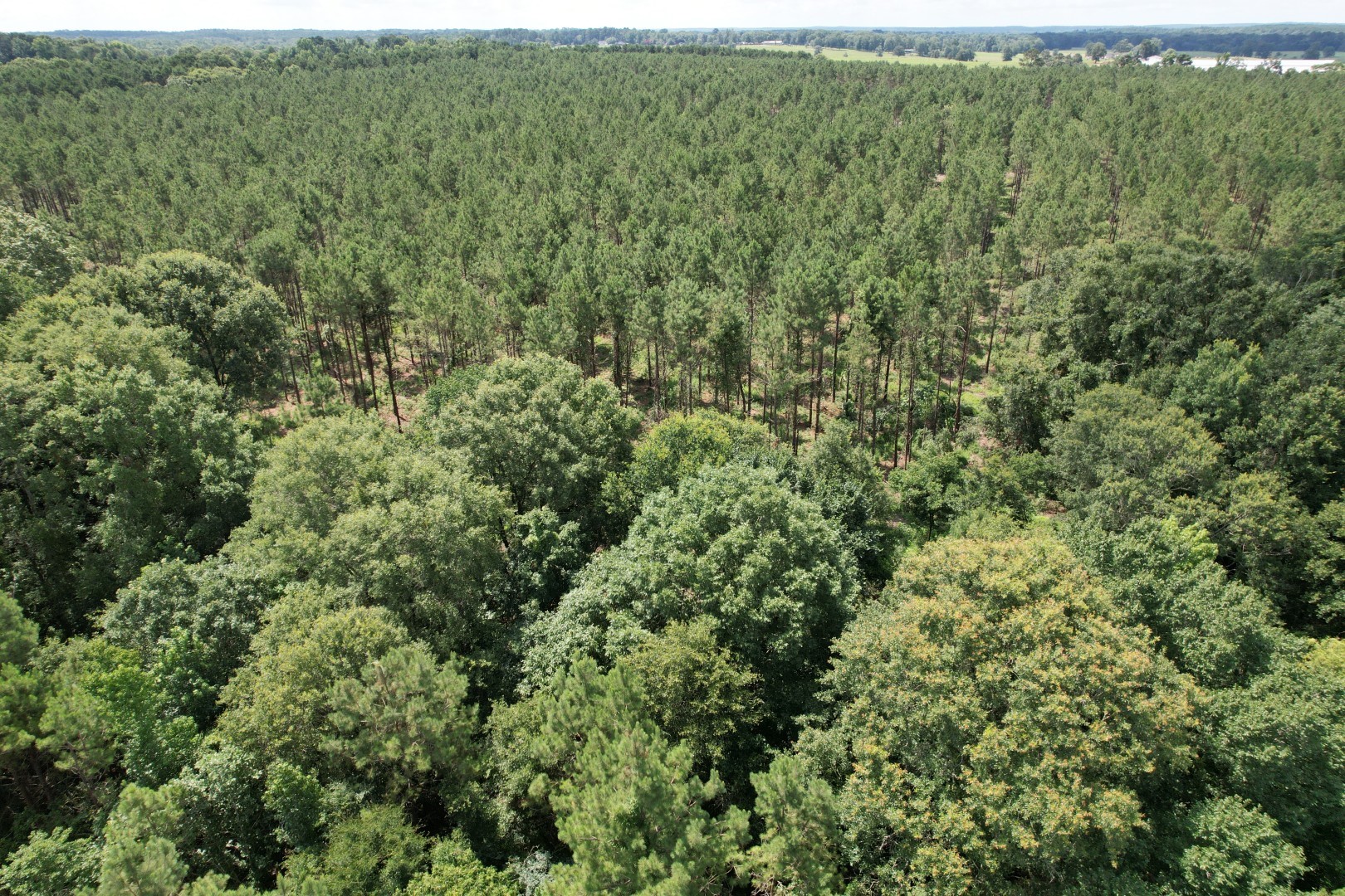 Tbd County Road 3706 Tenaha TX 75974