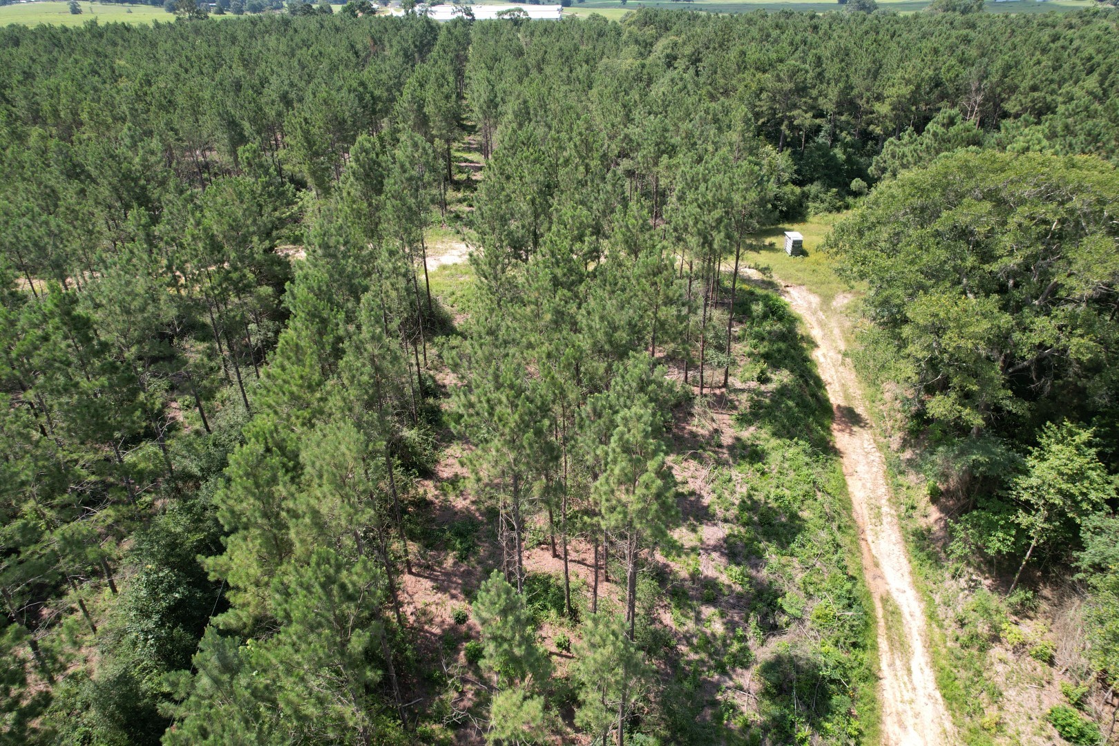 Tbd County Road 3706 Tenaha TX 75974