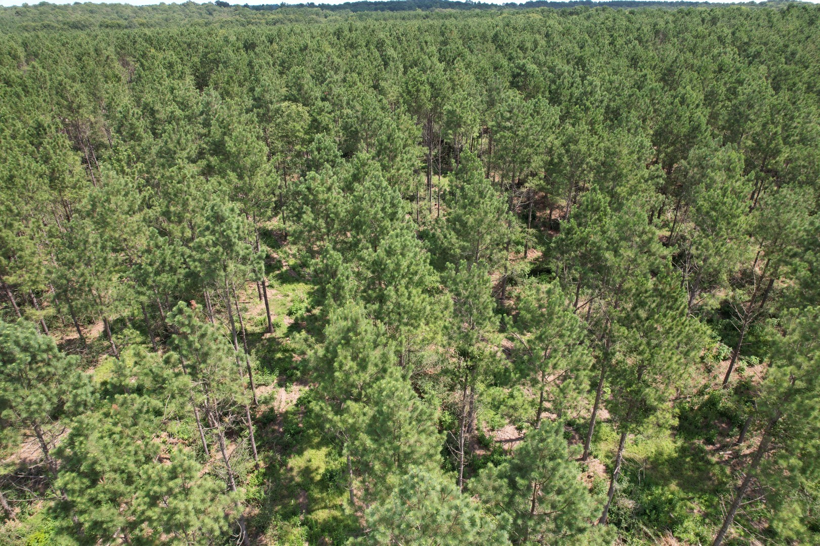 Tbd County Road 3706 Tenaha TX 75974
