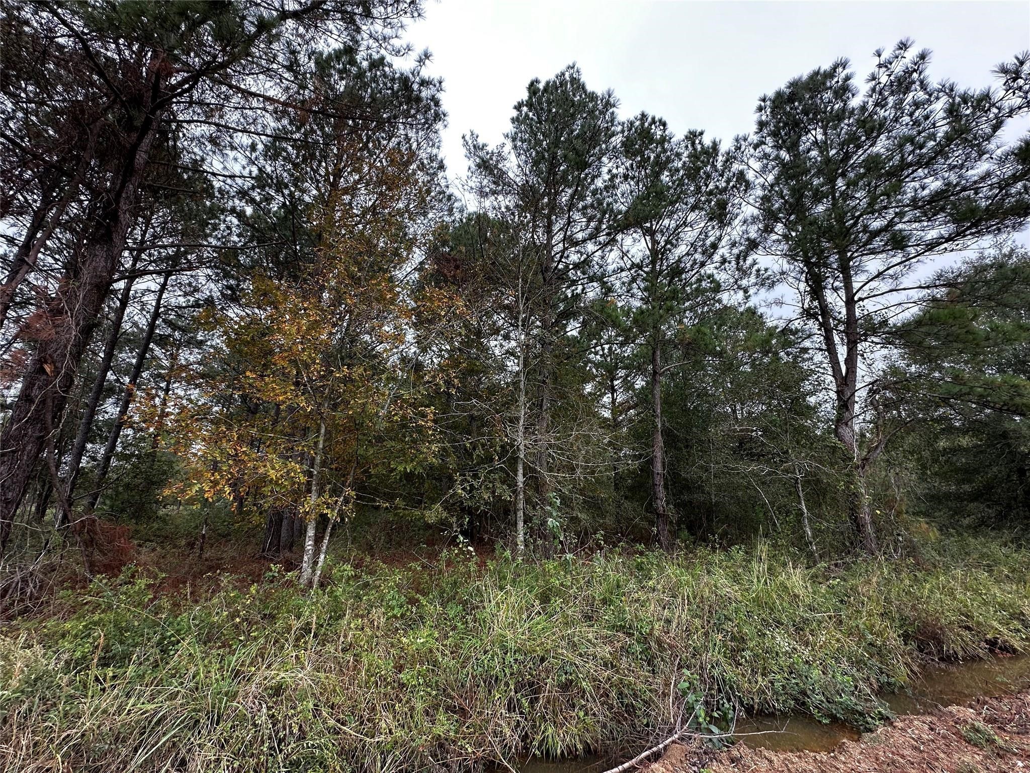 000 Bankside Livingston TX 77351