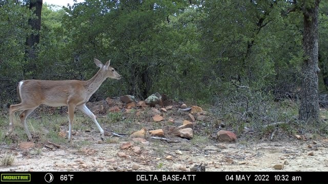 1390 Clayton Mountain Road Gordon TX 76453